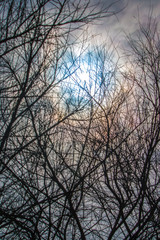 Ramas de árboles a contraluz