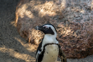 Fototapeta premium Penguin at the zoo in Leipzig