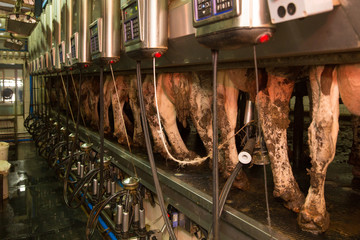 cows in a special milking building close up