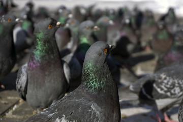 view of a flock of pigeons through the eyes of one of them; birds look in one direction, focus on the nearest pigeon.
