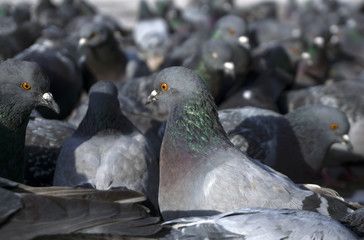 view of a flock of pigeons through the eyes of one of them; birds look in one direction, focus on the nearest pigeon.