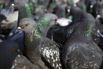 view of a flock of pigeons through the eyes of one of them; birds look in one direction, focus on the nearest pigeon.