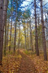 Forest Path