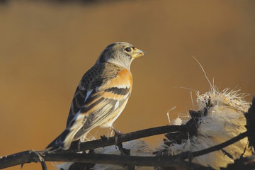 Peppola (Fringilla montifringilla)