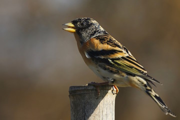 Peppola (Fringilla montifringilla)