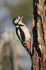 Femmina di picchio rosso maggiore (Dendrocopos major)