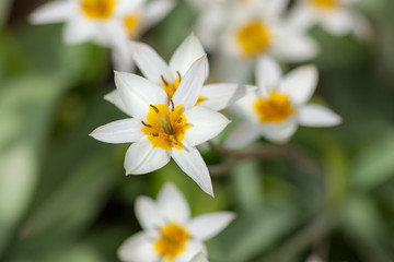 white yellow tulips