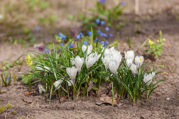 flowering white crocuses