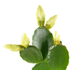 Schlumbergera or Christmas cactus with white bud isolated on white background