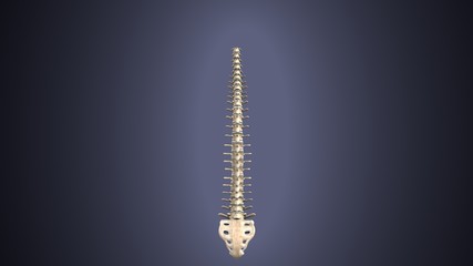 3d render of Human Spinal Anatomy