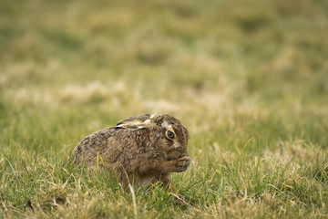 European Brown hare_000000899589_18