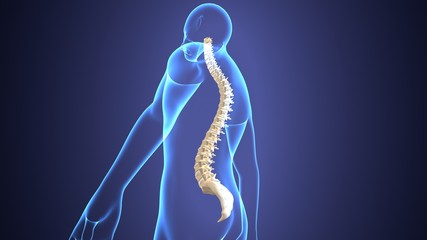 3d render of human skeleton anatomy