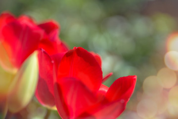 Red Tulips in closeup view