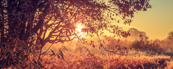Bright summer sunrise through branches of tree on rural meadow in the morning. Panoramic view of golden landscape of vivid dawn. Scenic wild nature. Yellow morning light. Inspiring landscape.