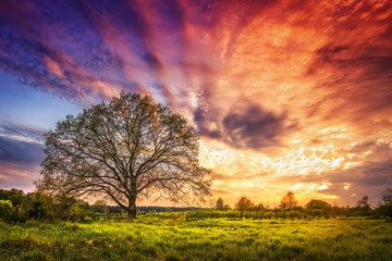 Fototapeta premium Majestic landscape of bright colorful sunrise over rural meadow with large tree in the spring morning. Beautiful colored cloudy sky on horizon and shining grass from sunlights. Scenery nature