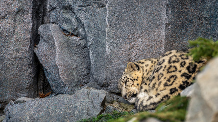 Schlafender Leopard