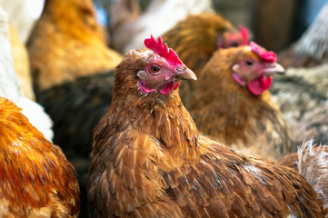 Chickens on the farm. Toned, style, color photo