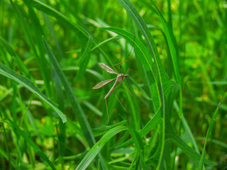 Flores silvestres espalhadas pelos campos