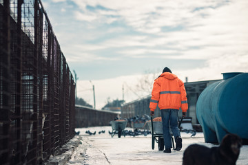 The caretaker carries a dog-food barrow in the shelter for the dogs in the background flock of pigeons overwhelms the two wheelbarrow filled with dog food for the dogs in shelter.