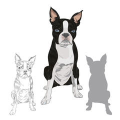 Boston Terrier dog breed isolated on white background. Purebred canine in sketch and silhouette for your design.