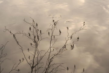 tree branches reflected in the water pond 