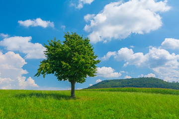 Fototapeta na wymiar Baum auf Feld im Frühling