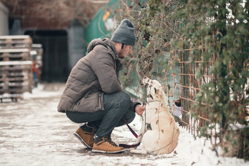 Dog trainer canine rehabilitation therapist for dogs rehabilitation program. Young dog trainer...