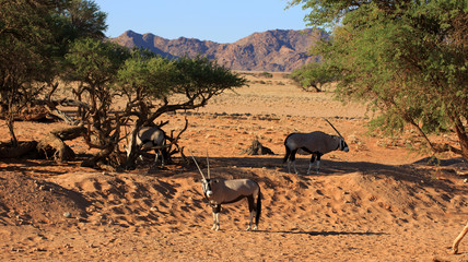 Oryxantilopen