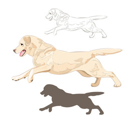 Labrador dog running isolated on white background. Active purebred canine hand drawn sketch and silhouette. 