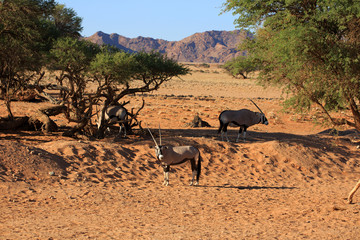 Oryxantilopen