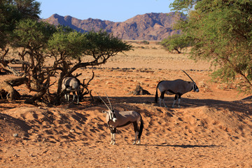 Oryxantilopen