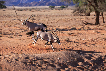 Oryxantilopen
