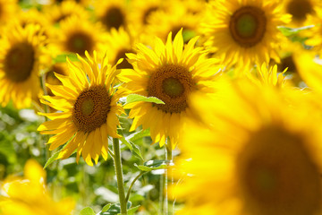 Fototapeta premium Czech Republic, Southern Bohemia - Field of Sunflowers.