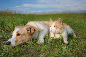 Dog and cat lie on the grass