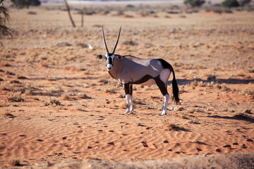Oryxantilope
