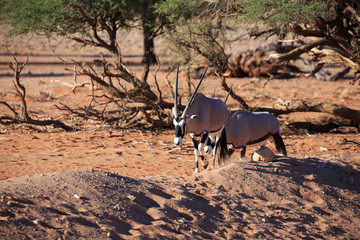 Oryxantilopen