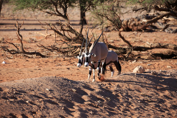 Oryxantilopen