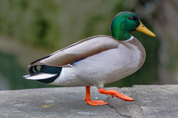 Close-up portrait of a mallard duck