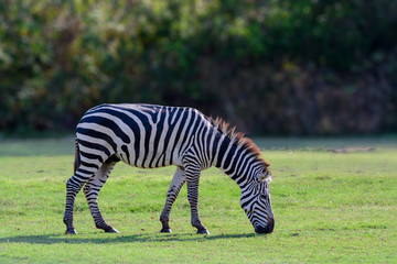 Fototapeta na wymiar Plains zebra, Common zebra or Equus quagga graze on pasture with green background.