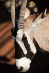 Oryxantilope