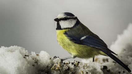 Oiseaux du Grésivaudan - Chartreuse - Isère.