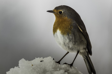 Oiseaux du Grésivaudan - Chartreuse - Isère.