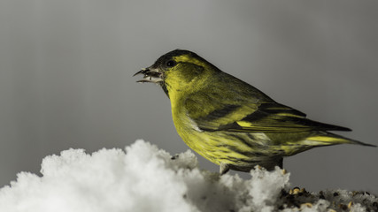 Oiseaux du Grésivaudan - Chartreuse - Isère.
