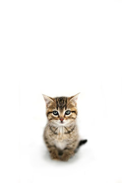 Grey Domestic Shorthair Tabby Cat Kitten sitting in the Snow Looking at Camera