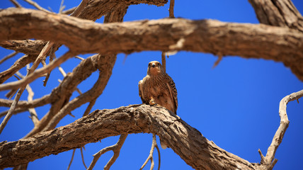 Falke