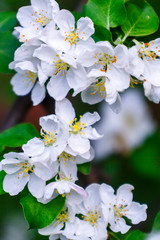 apple blossoms in spring