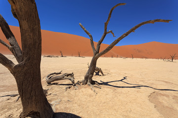 Dead Vlei