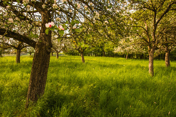 Obsthain in der Eifel