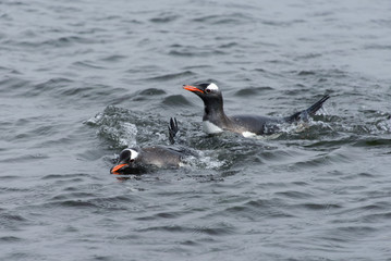 Gentoo penguin swimming at sea