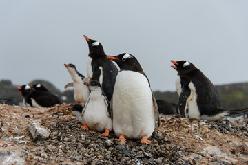 Gentoo penguin with chicks in nest